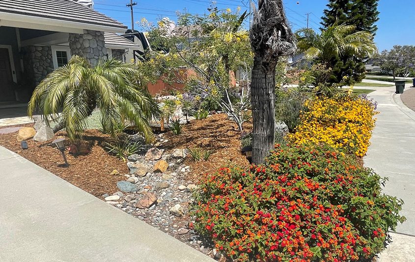 The Feibers used beautiful low-water use plants to replace more than 2,000 square feet of turf. Photo: Otay Water District