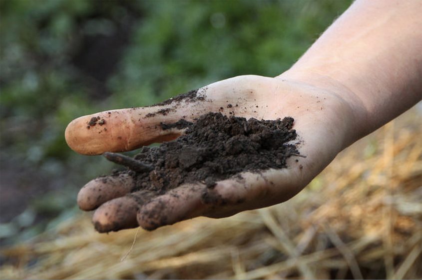 This soil retains too much moisture. Photo: UC Santa Cruz 