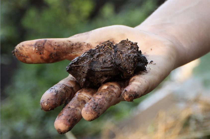 This soil retains too much moisture. Photo: UC Santa Cruz 