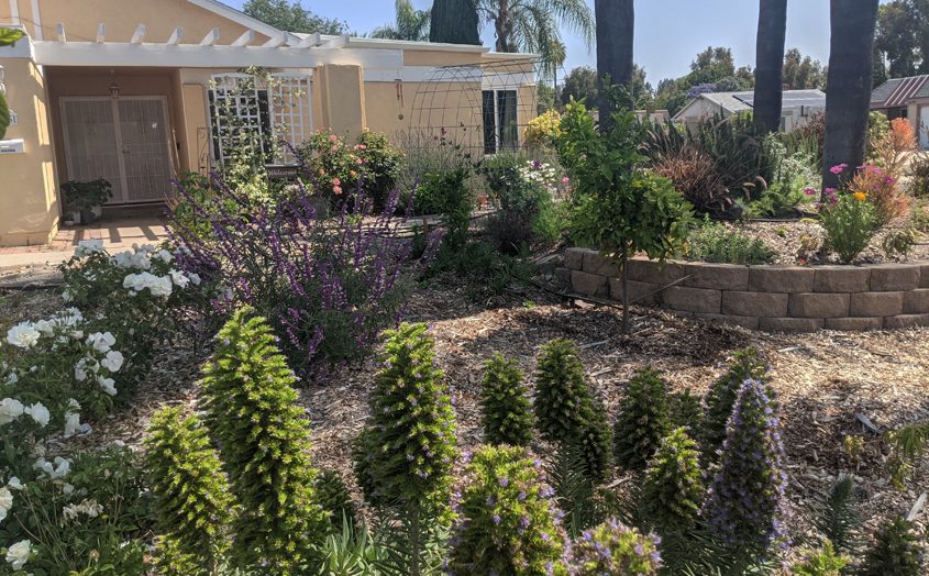 The new landscape features pollinator friendly perennials and shrubs along with fruit trees. Photo: Vista Irrigation District