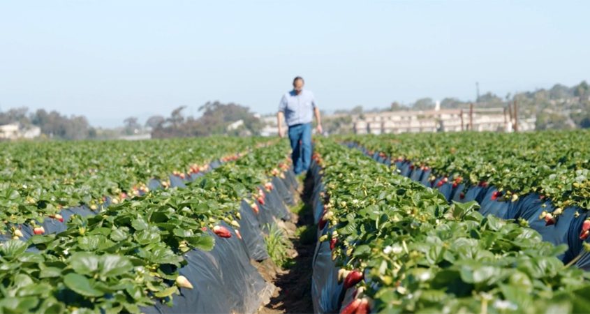 Neil Nagata says he still loves strawberries, especially when they are fresh from the fields. Photo: California Strawberry Commission
