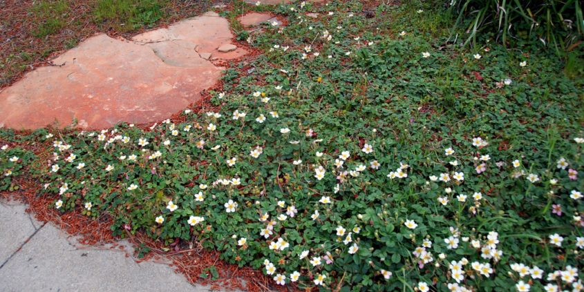 Rebates-Grass-Drought-incentives