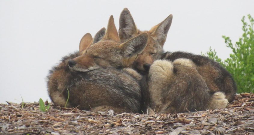 "Reservoir Dogs" by CJ Edingfield-Murphy won the 2022 Elfin Forest Reserve Photo Contest Animal category. Photo: Olivenhain Municipal Water District