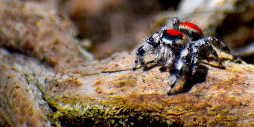 After a vote by Facebook followers the 2019 Elfin Forest Photo Contest "People's Choice Award“ went to "Red Jumping Spiderman” by Sabine Kurz-Sherman. Photo: Courtesy Olivenhain Municipal Water District Reserve Photo Contest Opens