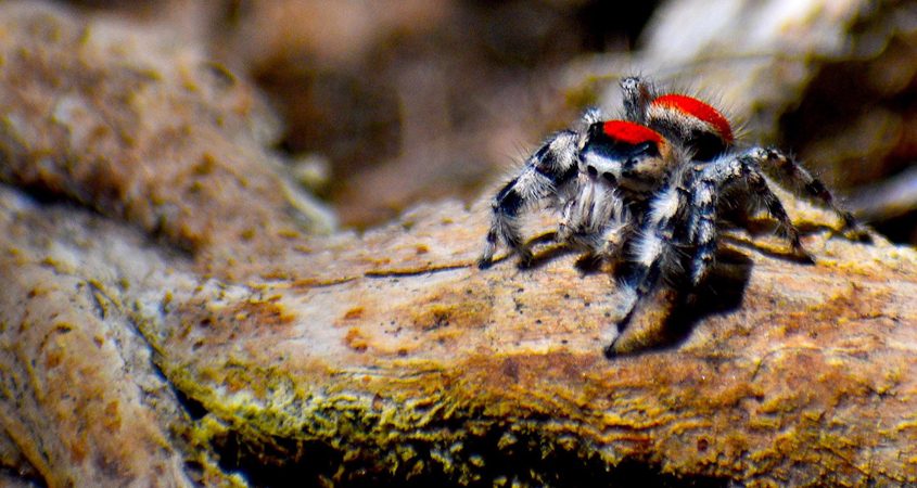 After a vote by Facebook followers the 2019 Elfin Forest Photo Contest "People's Choice Award“ went to "Red Jumping Spiderman” by Sabine Kurz-Sherman. Photo: Courtesy Olivenhain Municipal Water District Reserve Photo Contest Opens