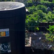 To encourage water conservation as drought conditions persist, North County water district offer discounted rain barrels to area residents. Photo: Solana Center