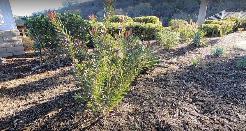 The new landscaping uses California native plants, which are eligible for an additional rebate. Photo: Vallecitos Water District HOA landscape makeovers