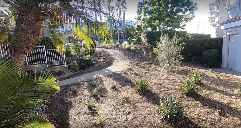 The Panorama HOA in Lake San Marcos achieved beautiful results from its landscaping makeover project, which will conserve water and preserve the region's watershed. Photo: Vallecitos Water DistrictHOA landscape makeover