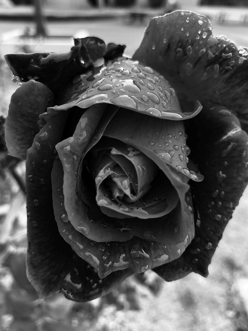 Honorable Mention: "The Rose," Nicholas Gallegos, Hilltop High School student photographer