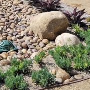 The sustainable landscape demonstration garden at the Olivenhain Municipal Water District’s (OMWD) headquarters provides customers with examples of water-efficient landscaping techniques that can save water and money.