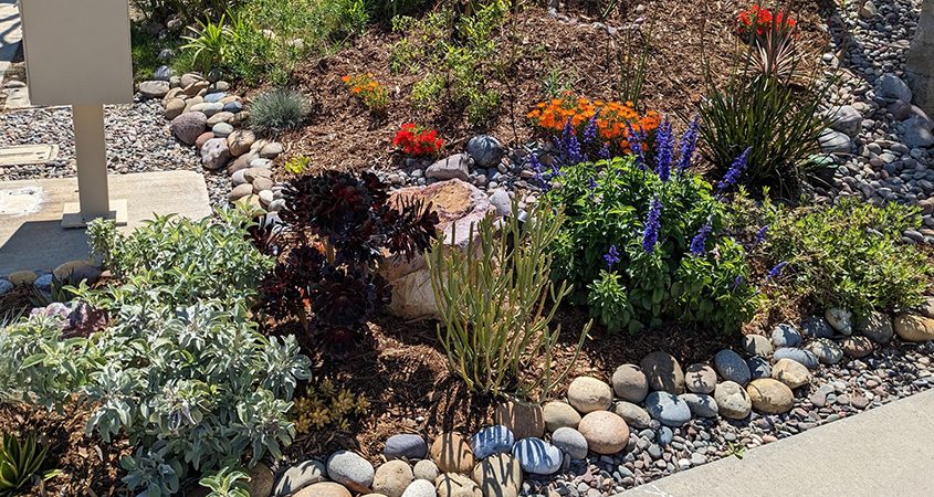 Beautiful plant choices from the Nifty Fifty list add color without requiring a lot of water. Photo: City of Escondido