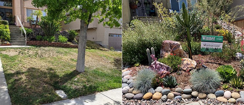 The winning landscape before and after its makeover using Nifty Fifty plant choices. Photo: City of Escondido