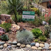 The winning landscape makeover using Nifty Fifty plant choices. Photo: City of Escondido