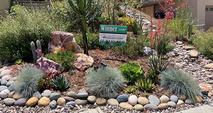 The winning landscape makeover using Nifty Fifty plant choices. Photo: City of Escondido