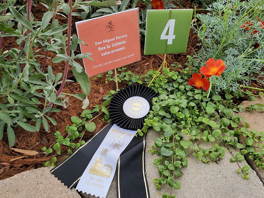 The use of San Miguel Savory, a rare California native plant, won a "Noteworthy Plant" ribbon at the San Diego County Fair. Photo: California Native Plant Society