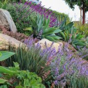 Native, water-wise plants thrive in one of the Helix Water District's demonstration gardens. Photo: Helix Water District