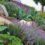Helix Water District Demonstration Garden Wins Orchid Award