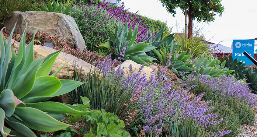 Native, water-wise plants thrive in one of the Helix Water District's demonstration gardens. Photo: Helix Water District