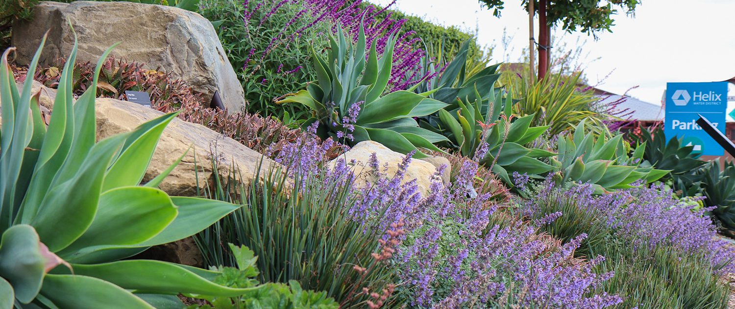 SLIDER Native, water-wise plants thrive in one of the Helix Water District's demonstration gardens. Photo: Helix Water District