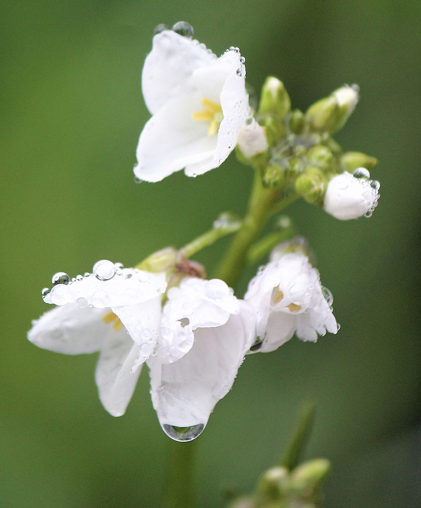 Francis Bova won Best in Show for her photo "Dewdrops." Photo: Olivenhain Municipal Water District