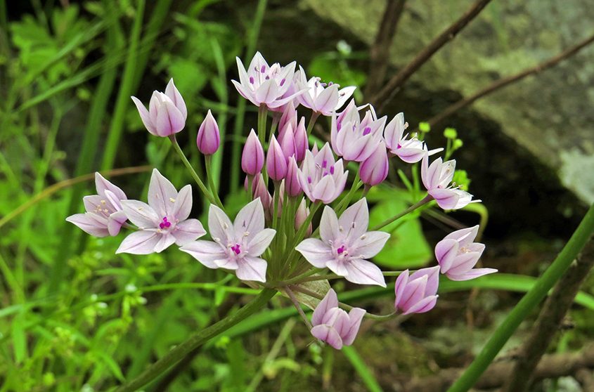 The winner in the "Plants" category is "Color Bloom" by Jaena Reyes. Photo: Olivenhain Municipal Water District photographers honored