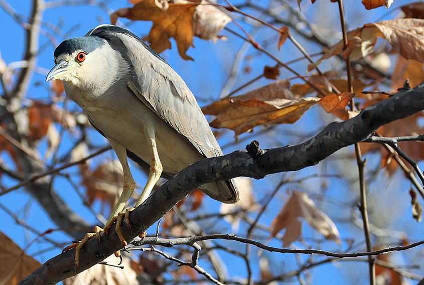 Winner in the "Animal" category is "Night Heron” by Kay Wood. Photo: Olivenhain Municipal Water District photographers honored