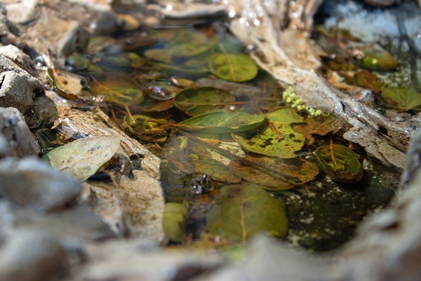 "Pond" is the Youth category winner by Lauren Berg. This category is for photographers 15 years old and younger. Photo: Olivenhain Municipal Water District photographer honored