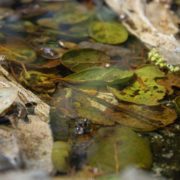 "Pond" is the Youth category winner by Lauren Berg. This category is for photographers 15 years old and younger. Photo: Olivenhain Municipal Water District