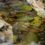 Photographers Honored For Winning Images of Elfin Forest Recreational Reserve
