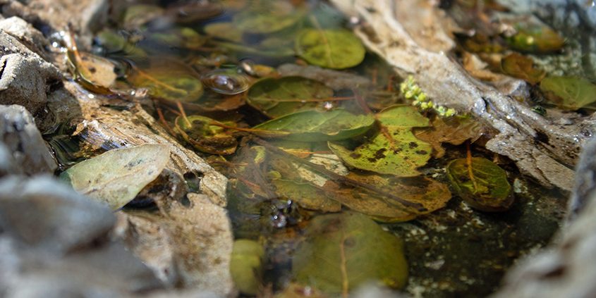 "Pond" is the Youth category winner by Lauren Berg. This category is for photographers 15 years old and younger. Photo: Olivenhain Municipal Water District