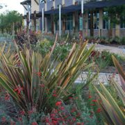 Over 175 water-efficient plant and tree species are on display at the Padre Dam Municipal Water District Demonstration Garden. Photo: Padre Dam Municipal Water District