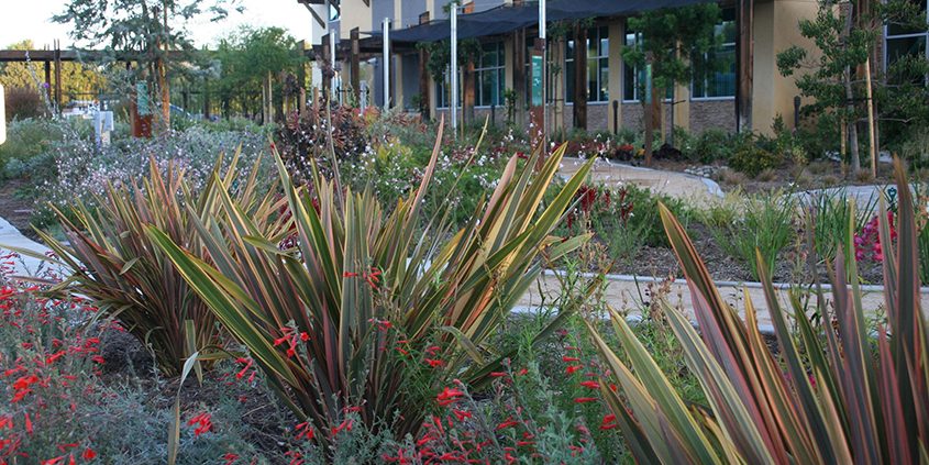 Over 175 water-efficient plant and tree species are on display at the Padre Dam Municipal Water District Demonstration Garden. Photo: Padre Dam Municipal Water District