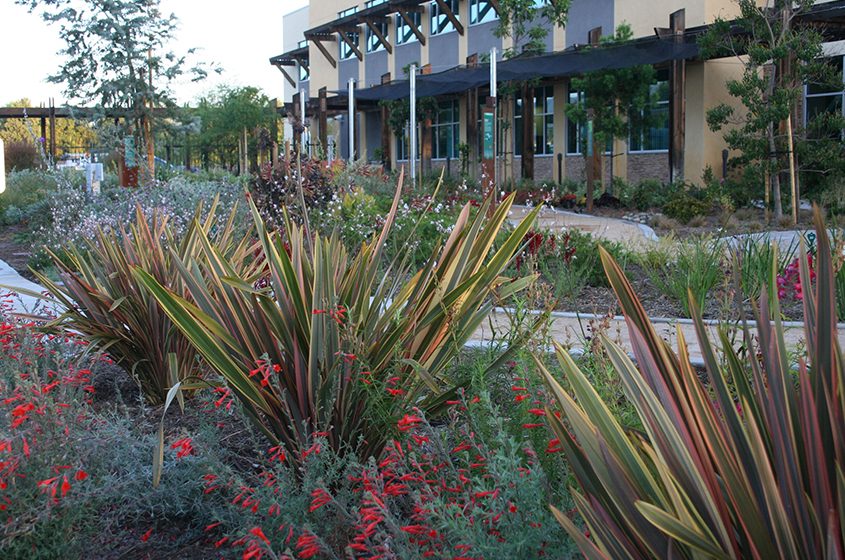 Over 175 water-efficient plant and tree species are on display at the Padre Dam Municipal Water District Demonstration Garden. Photo: Padre Dam Municipal Water District