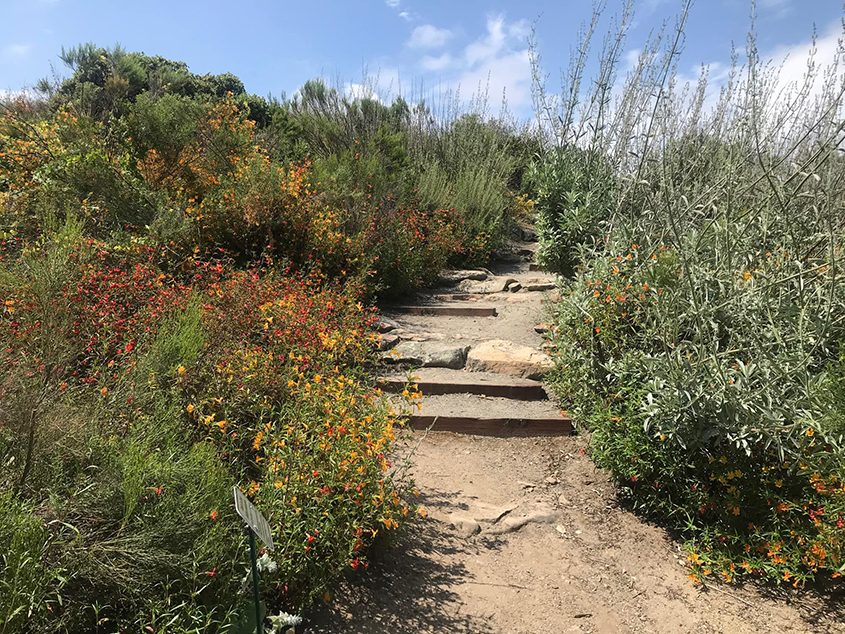 Monkey Flowers, Chalk Dudleya, wild cucumber, and Penstamon are all blooming at the Kumeyaay Ipai Interpretive Center in Poway. Photo: Courtesy Kumeyaay Ipai Interpretive Center at Poway via Facebook demonstration garden