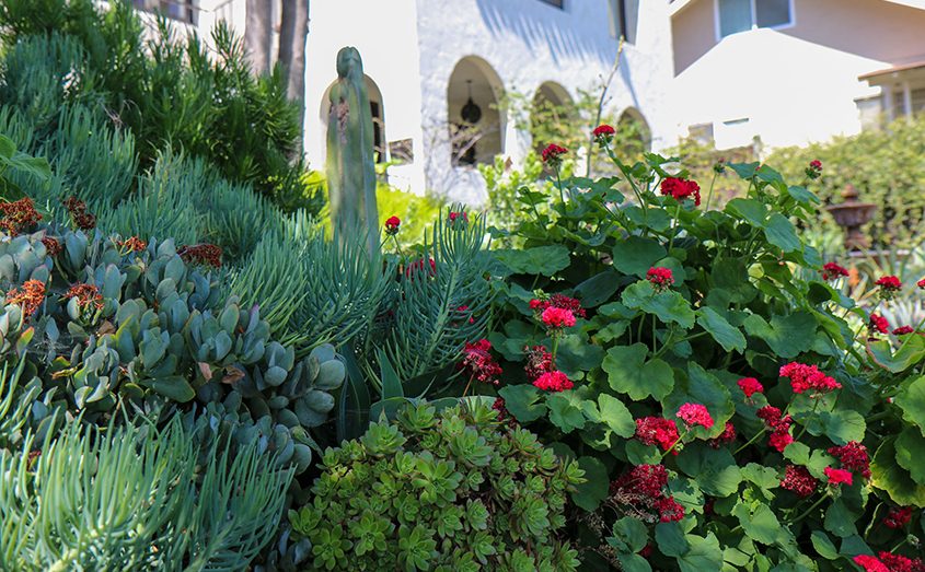 Plants receive water from inline drip irrigation with pressure-compensating drip emitters. Photo: Helix Water District lush landscape