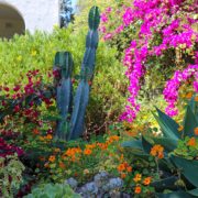 A 1920s La Mesa landscape used lush floral color with climate-appropriate plants, winning recognition from the Helix Water District as the runner-up in its 2023 WaterSmart Landscape Contest. Photo: Helix Water District lush landscape