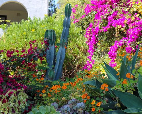 A 1920s La Mesa landscape used lush floral color with climate-appropriate plants, winning recognition from the Helix Water District as the runner-up in its 2023 WaterSmart Landscape Contest. Photo: Helix Water District lush landscape