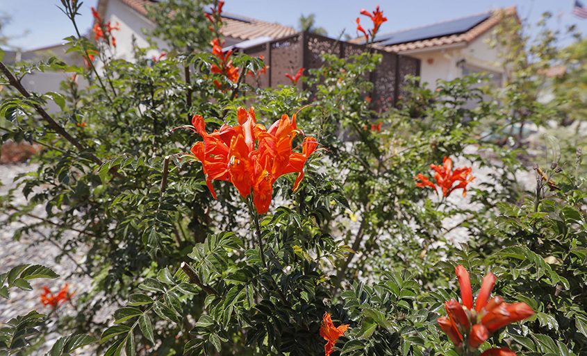 Bright blooms attract pollinators like bees, butterflies, and hummingbirds. Photo: Otay Water District Nana's Garden