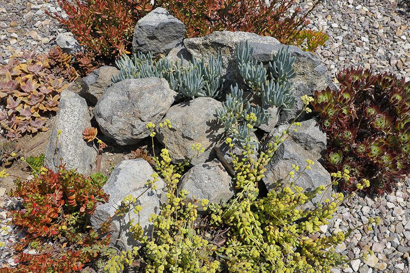 Lois Scott exchanged grass for colorful nature and low water use plants. Photo: Otay Water District Nana's Garden