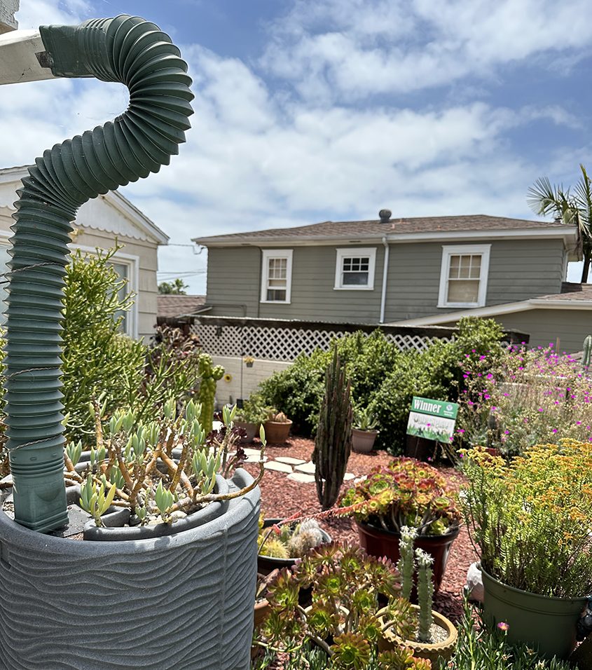 A rain barrel is part of the newly redesigned landscape. Photo: Sweetwater Authority