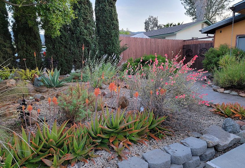 A wide variety of California native plants are featured in the winning landscape design. Photo: Padre Dam Municipal Water District Santee garden