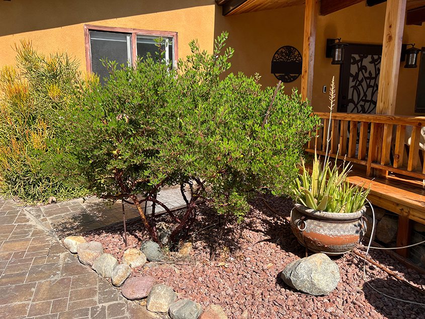 The Thomases buried large unglazed clay pots in their yard called ollas, watering the plants with minimal water loss. Photo: Padre Dam Municipal Water District Santee Garden