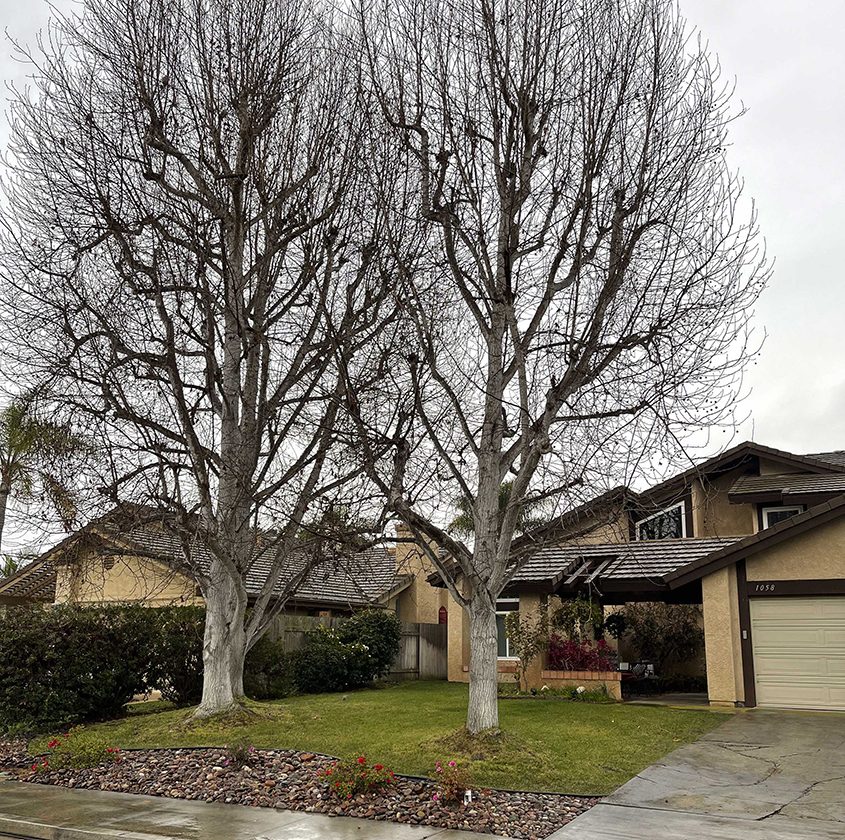 Overgrown landscape trees helped inspire Melanie Cullen to change her original landscaping to a waterwise design. Photo: San Dieguito Water District