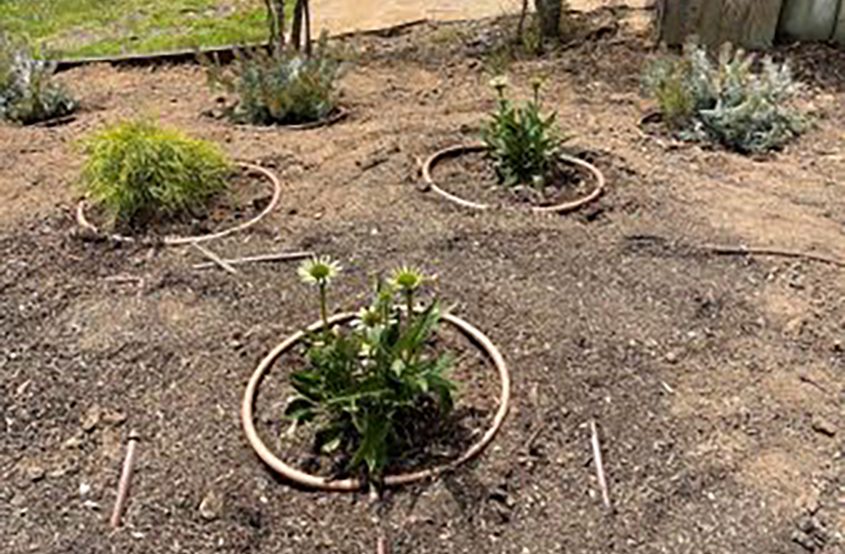Melanie Cullen installed a circular drip irrigation system. She only needs to water once every one to two weeks for 20 minutes now that the plants are established. Photo: San Dieguito Water District