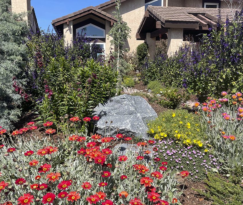 Plants in beautiful colors that attract pollinators highlight the plant palette. Photo: San Dieguito Water District