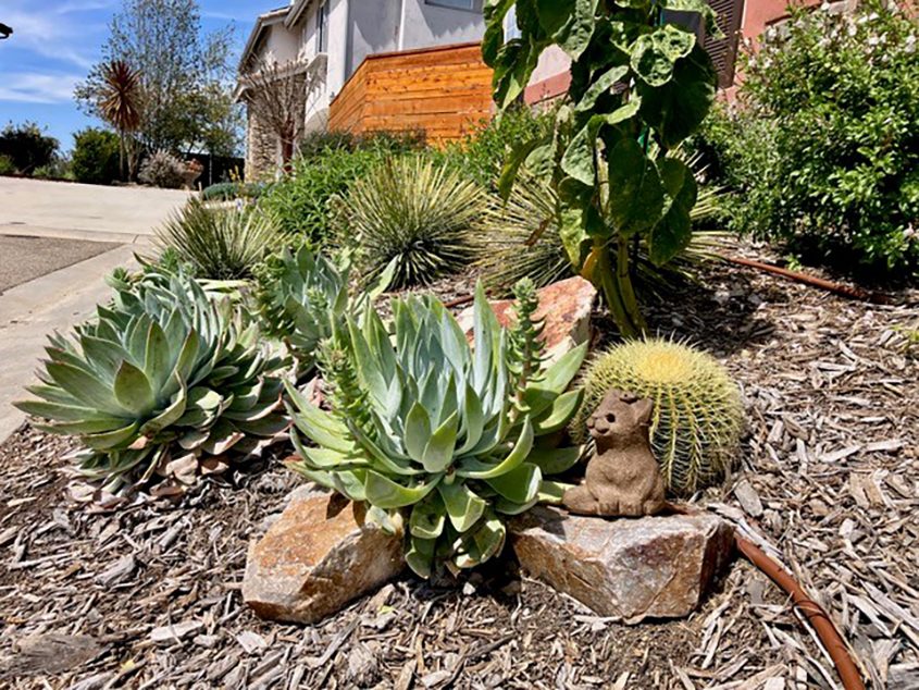 Dean Williams took advantage of free resources offered by the Vallecitos Water District and San Diego County Water Authority. Photo: Vallecitos Water District