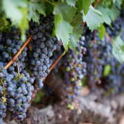 wine growing season-UCSD-Scripps-Napa Valley