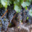 Warming is Shifting Napa’s Wine Growing Season
