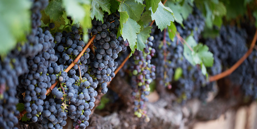 wine growing season-UCSD-Scripps-Napa Valley