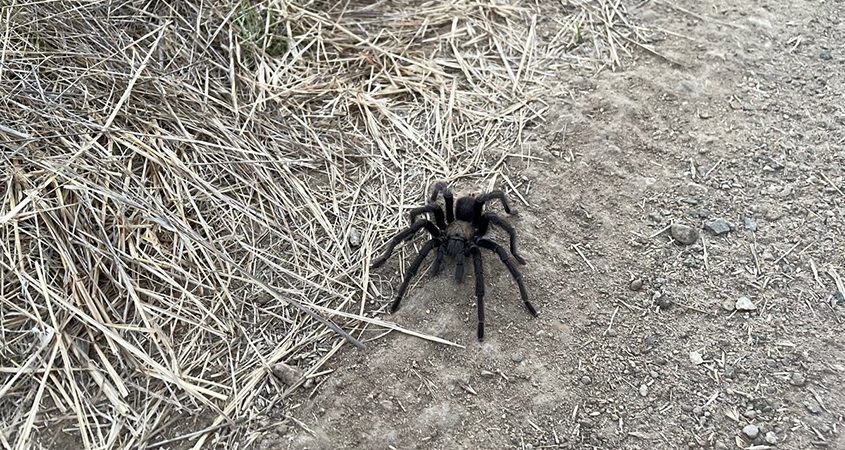 Crews at the East County AWP construction site in Santee found this friendly tarantula. More tarantulas are emerging from hiding as mating season is in full swing across San Diego County. Photo East County Advanced Water Puritifcation